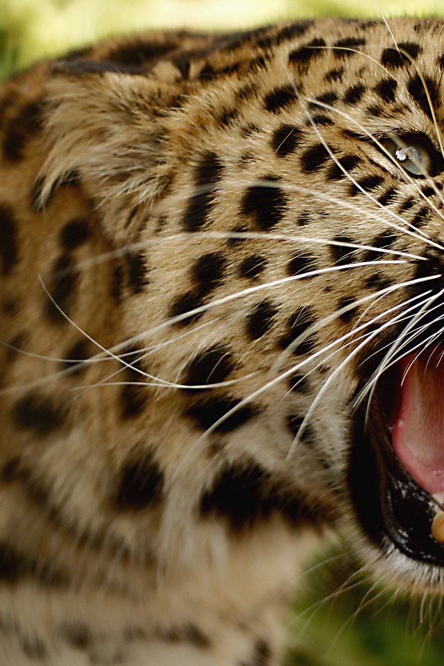 Обои леопард, клыки, хищник, большая кошка, оскал, угроза, leopard, fangs, predator, big cat, grin, the threat разрешение 2560x1700 Загрузить