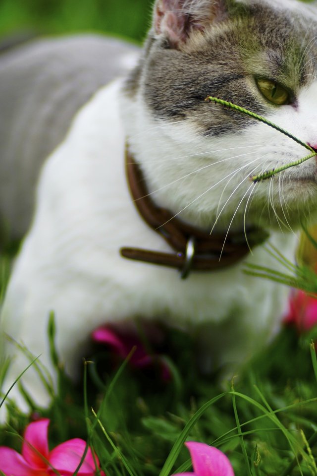 Обои цветы, котенок, трава, ошейник, зелень, лужайка, кот, мордочка, усы, лето, кошка, взгляд, look, flowers, kitty, grass, collar, greens, lawn, cat, muzzle, mustache, summer разрешение 6000x3376 Загрузить