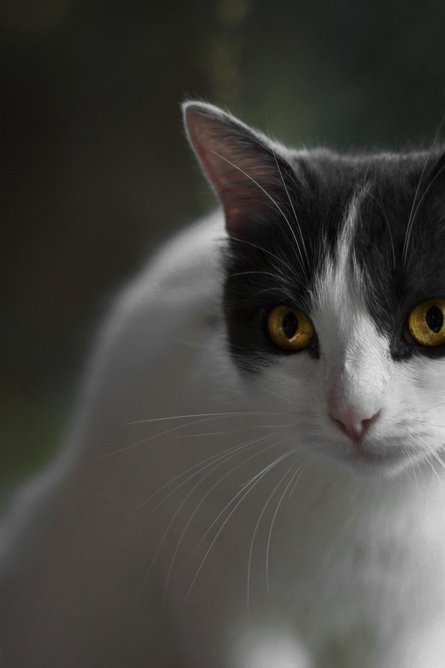Обои кот, кошка, взгляд, желтые глаза, cat, look, yellow eyes разрешение 3667x2602 Загрузить