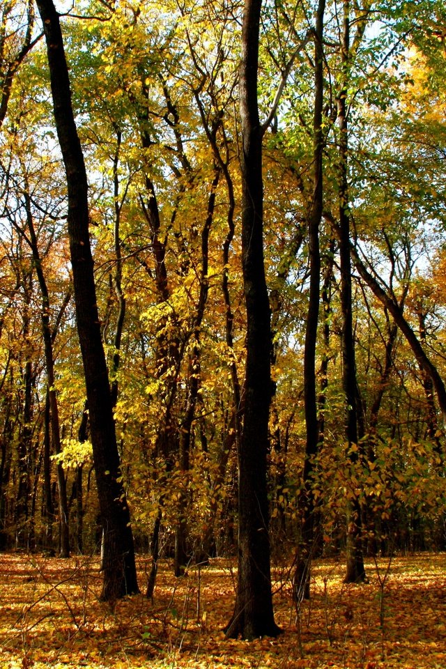 Обои деревья, лес, листья, ветки, стволы, осень, trees, forest, leaves, branches, trunks, autumn разрешение 3888x2592 Загрузить