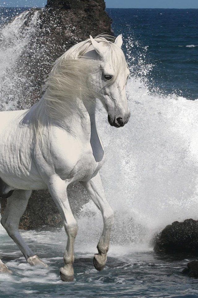 Обои лошадь, скалы, камни, море, прибой, конь, жеребец, скакун, horse, rocks, stones, sea, surf, stallion разрешение 1920x1080 Загрузить