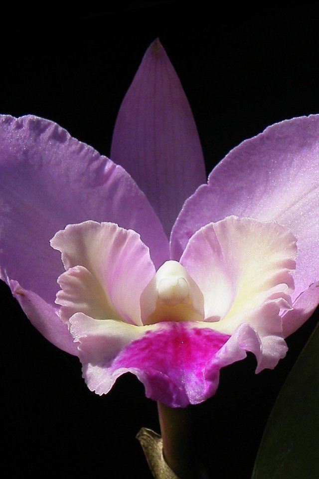 Обои макро, фон, цветок, лепестки, черный фон, орхидея, macro, background, flower, petals, black background, orchid разрешение 2880x1728 Загрузить