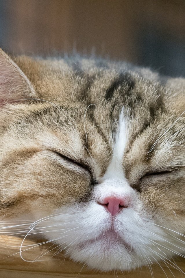 Обои морда, кот, мордочка, усы, кошка, спит, face, cat, muzzle, mustache, sleeping разрешение 1920x1280 Загрузить
