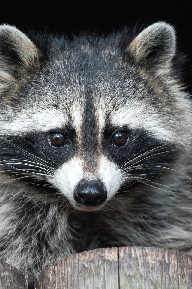 Обои мордочка, взгляд, животное, енот, енот-полоскун, muzzle, look, animal, raccoon разрешение 2000x1600 Загрузить