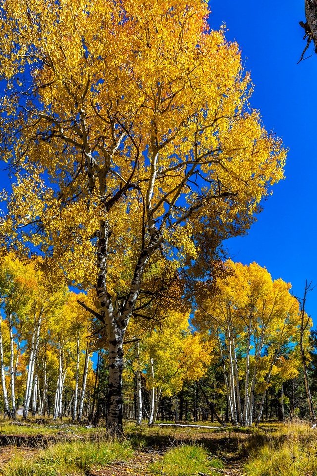 Обои небо, деревья, лес, березы, осень, сосна, осина, the sky, trees, forest, birch, autumn, pine, aspen разрешение 2048x1320 Загрузить