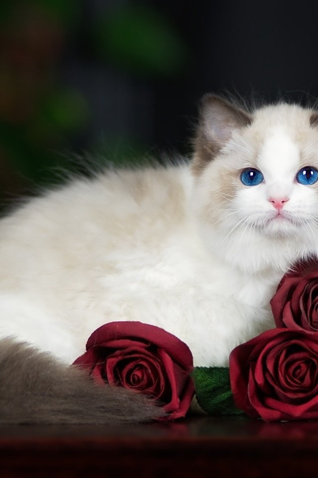 Обои кот, мордочка, усы, розы, кошка, взгляд, голубые глаза, рэгдолл, cat, muzzle, mustache, roses, look, blue eyes, ragdoll разрешение 2048x1346 Загрузить