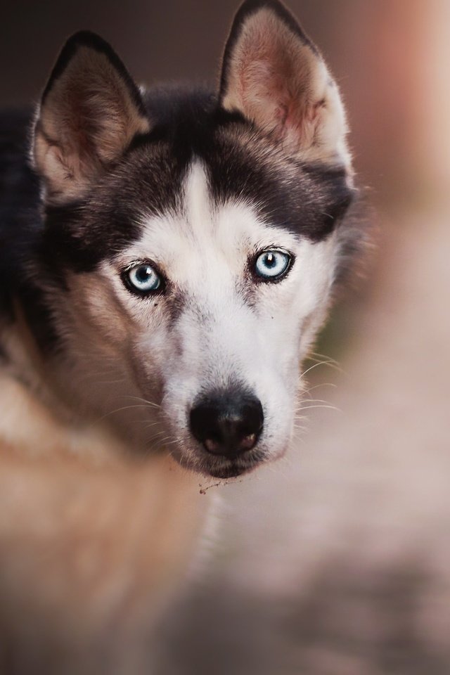 Обои взгляд, собака, хаски, сибирский хаски, look, dog, husky, siberian husky разрешение 2048x1240 Загрузить