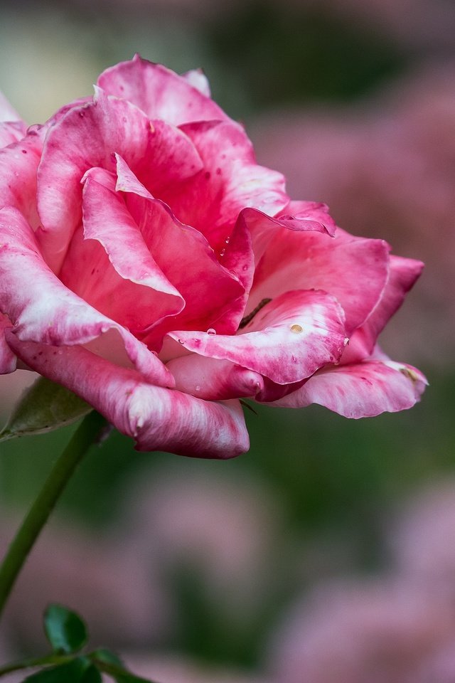Обои фон, цветок, роза, лепестки, размытость, бутон, background, flower, rose, petals, blur, bud разрешение 2048x1427 Загрузить