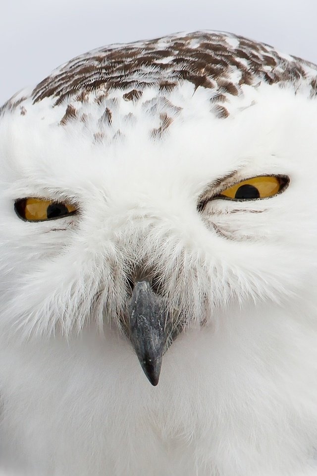 Обои глаза, сова, взгляд, птица, клюв, перья, полярная сова, белая сова, eyes, owl, look, bird, beak, feathers, snowy owl, white owl разрешение 2048x1365 Загрузить