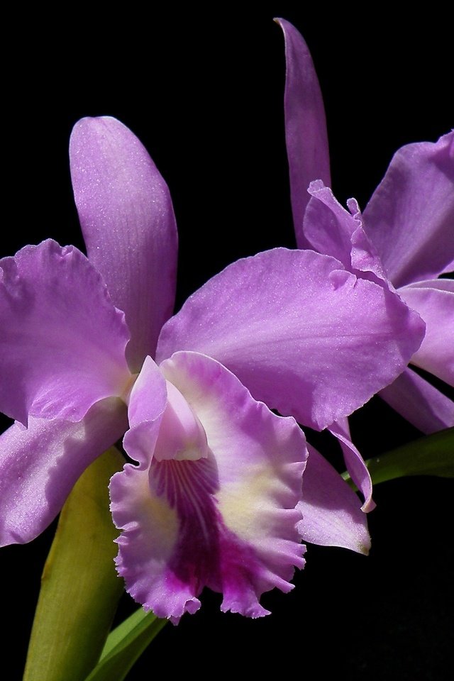 Обои цветы, листья, макро, фон, лепестки, орхидея, flowers, leaves, macro, background, petals, orchid разрешение 3330x2116 Загрузить