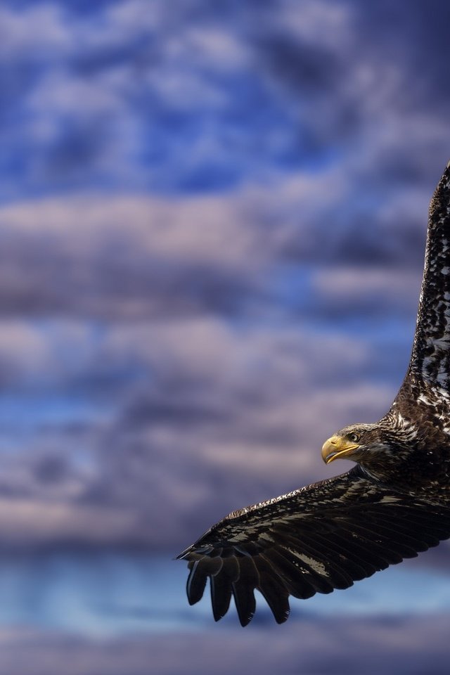 Обои небо, облака, полет, крылья, орел, птица, клюв, перья, the sky, clouds, flight, wings, eagle, bird, beak, feathers разрешение 2048x1152 Загрузить