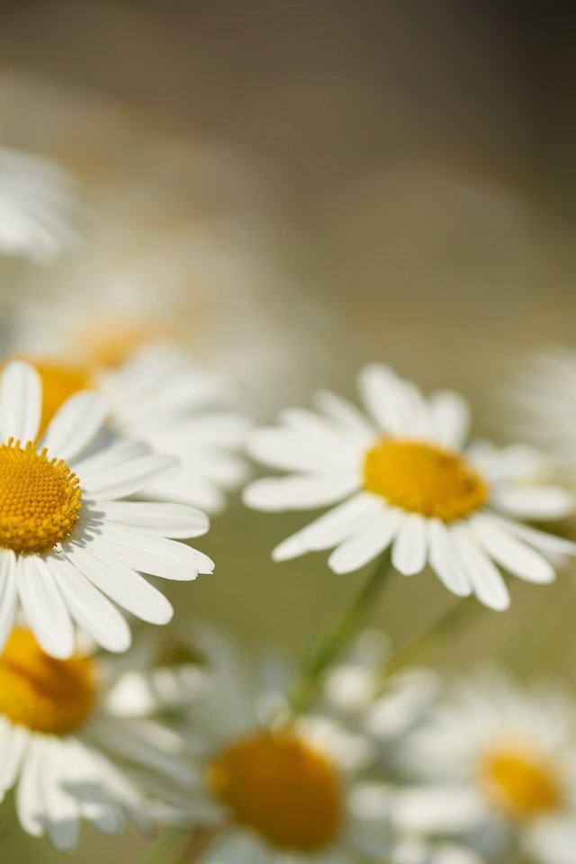 Обои цветы, макро, лепестки, размытость, ромашки, боке, flowers, macro, petals, blur, chamomile, bokeh разрешение 7631x5090 Загрузить