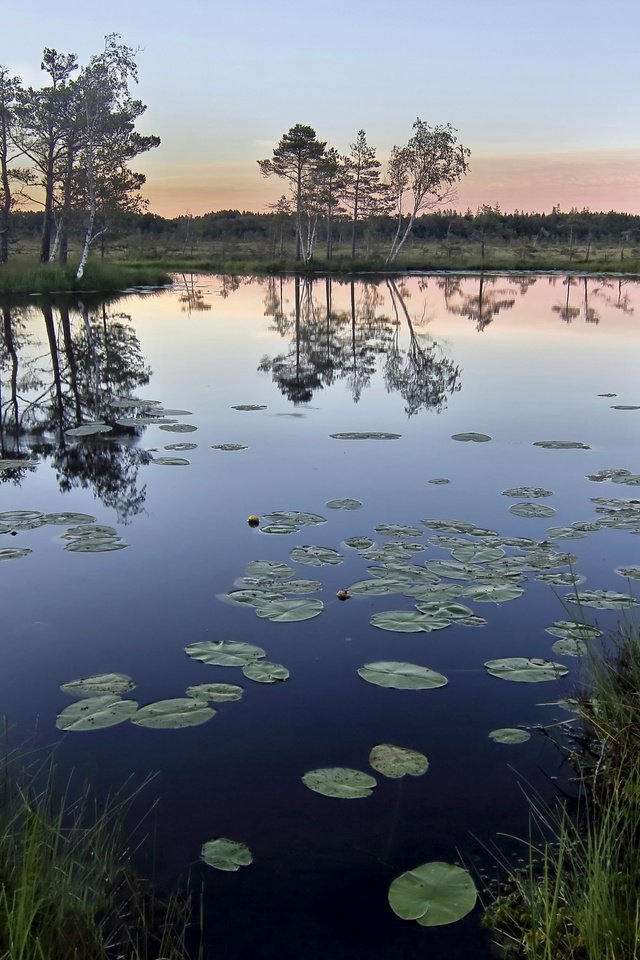 Обои трава, деревья, озеро, природа, отражение, утро, горизонт, grass, trees, lake, nature, reflection, morning, horizon разрешение 2560x1694 Загрузить