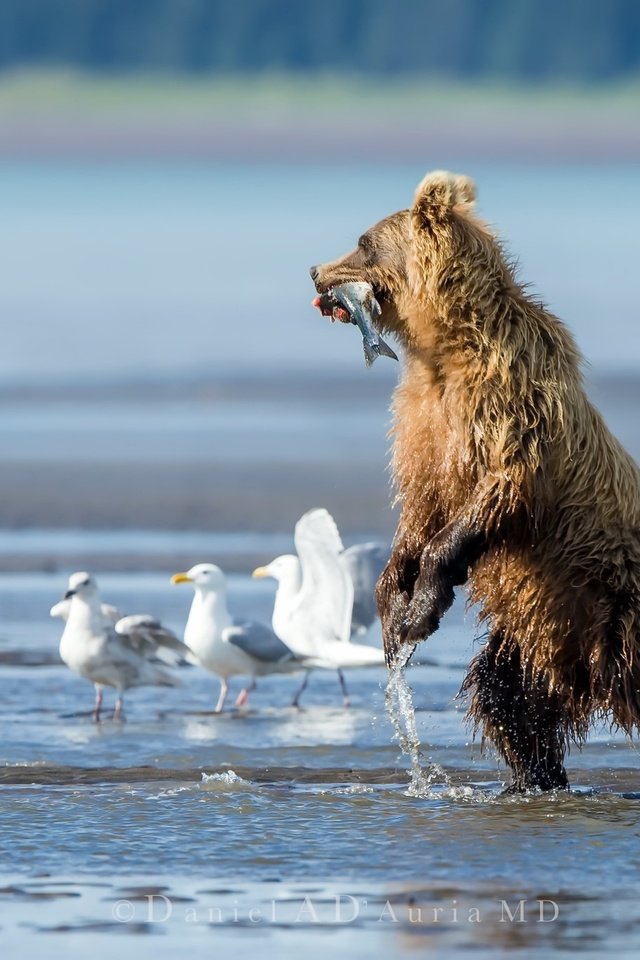 Обои вода, река, медведь, птицы, чайки, рыба, water, river, bear, birds, seagulls, fish разрешение 2048x1365 Загрузить