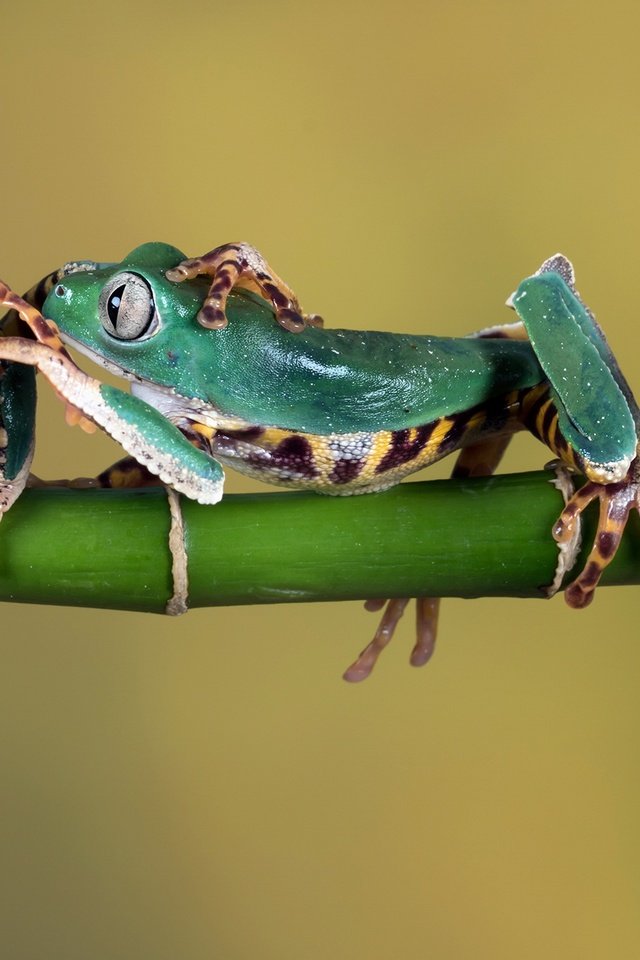 Обои зеленые, веточка, стебель, лапки, лягушки, древесная лягушка, green, sprig, stem, legs, frogs, tree frog разрешение 2000x1333 Загрузить