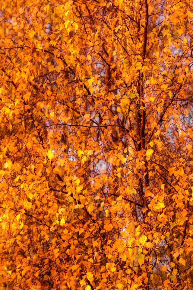 Обои деревья, листья, осень, лист, береза, trees, leaves, autumn, sheet, birch разрешение 3453x3270 Загрузить
