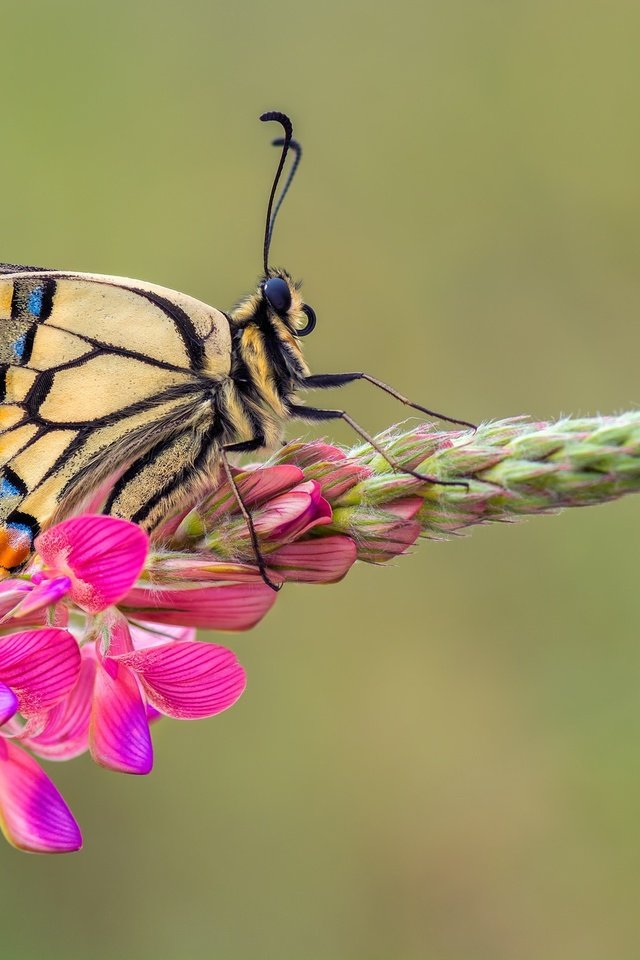Обои макро, насекомое, цветок, бабочка, крылья, махаон, macro, insect, flower, butterfly, wings, swallowtail разрешение 2048x1365 Загрузить