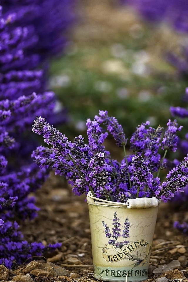 Обои цветы, лаванда, ведерко, flowers, lavender, bucket разрешение 2880x1620 Загрузить