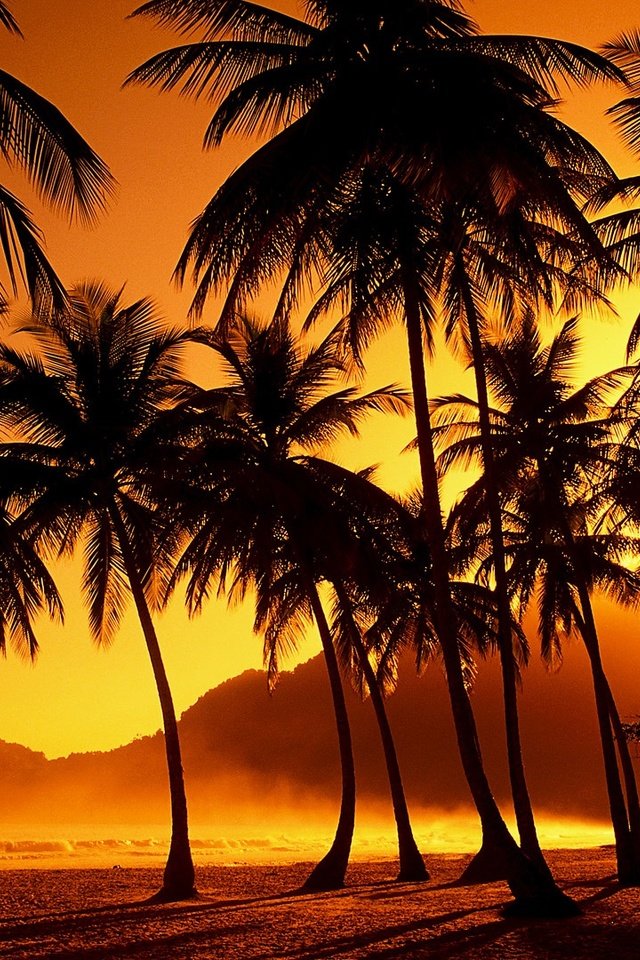 Обои деревья, вечер, закат, пальмы, тропики, солнечные лучи, trees, the evening, sunset, palm trees, tropics, the sun's rays разрешение 1920x1080 Загрузить