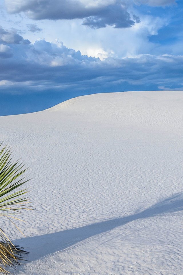 Обои пейзаж, песок, пустыня, растение, дюны, sanjay_bhat, пустныня, landscape, sand, desert, plant, dunes, pustina разрешение 1920x1200 Загрузить
