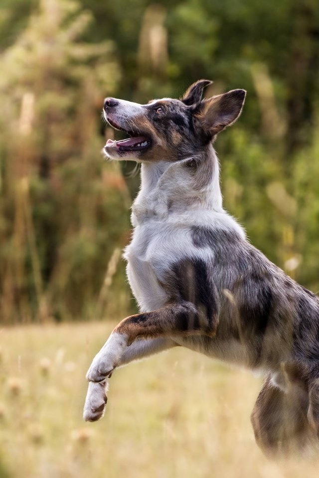 Обои природа, собака, друг, австралийская овчарка, australian sheep, nature, dog, each, australian shepherd разрешение 5182x3297 Загрузить