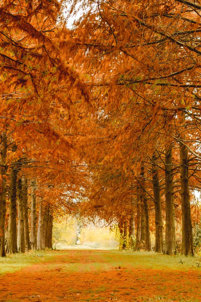 Обои деревья, природа, парк, осень, аллея, лиственница, trees, nature, park, autumn, alley, larch разрешение 3840x2400 Загрузить