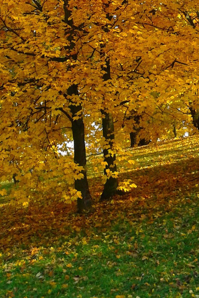 Обои деревья, природа, парк, листва, осень, желтые листья, trees, nature, park, foliage, autumn, yellow leaves разрешение 1920x1200 Загрузить