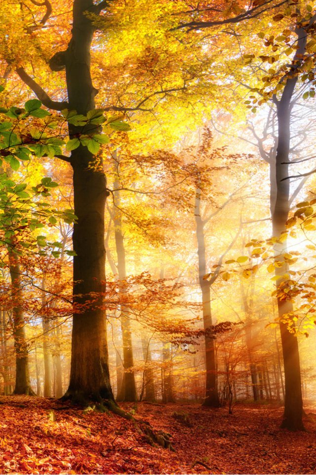 Обои деревья, солнце, природа, лес, лучи, осень, солнечный свет, smileus, trees, the sun, nature, forest, rays, autumn, sunlight разрешение 1920x1200 Загрузить