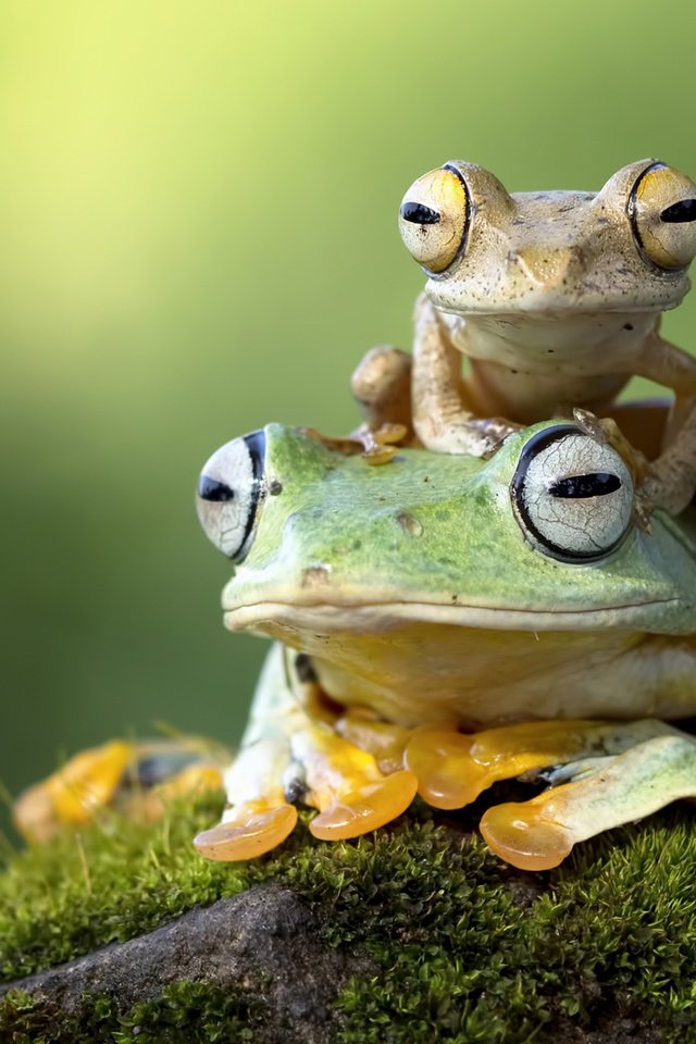 Обои глаза, камень, мох, жабы, лапки, лягушки, амфибия, eyes, stone, moss, toad, legs, frogs, amphibian разрешение 1920x1200 Загрузить