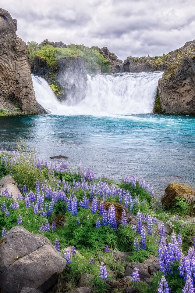 Обои цветы, река, природа, водопад, flowers, river, nature, waterfall разрешение 2560x1600 Загрузить