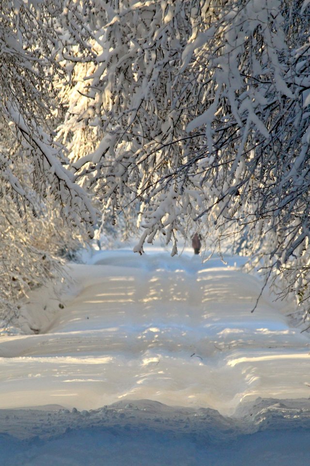 Обои дорога, деревья, снег, природа, лес, зима, ветки, иней, road, trees, snow, nature, forest, winter, branches, frost разрешение 3840x2400 Загрузить