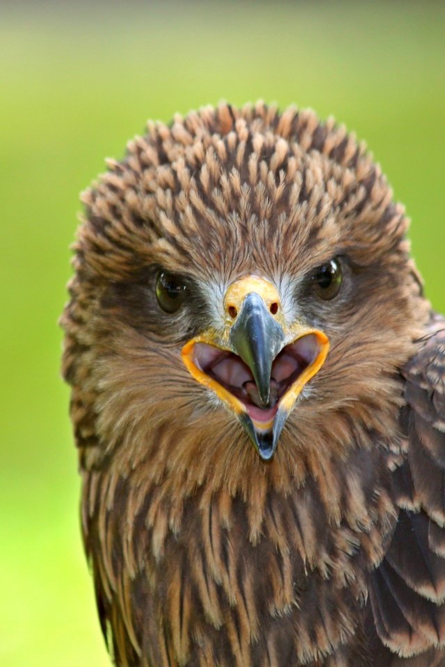 Обои хищник, птица, клюв, сокол, predator, bird, beak, falcon разрешение 4000x2666 Загрузить