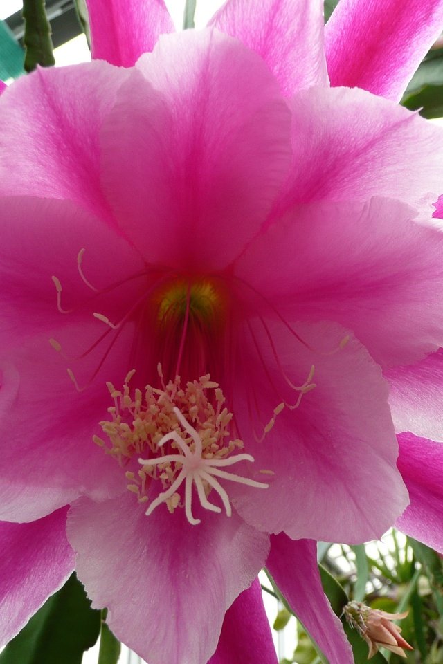 Обои цветы, лепестки, розовый, кактус, flowers, petals, pink, cactus разрешение 3072x2304 Загрузить
