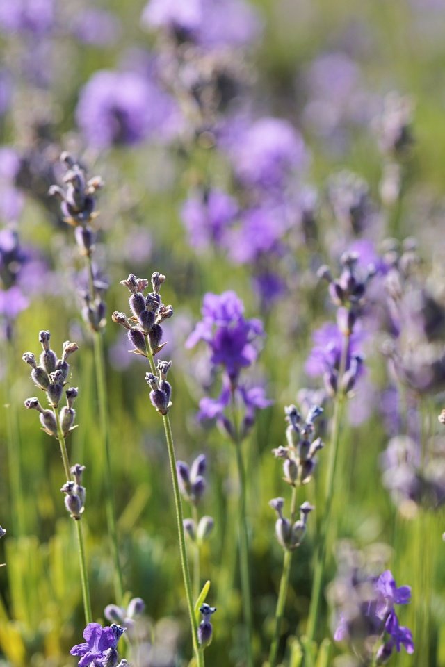 Обои цветы, растения, лаванда, луг, flowers, plants, lavender, meadow разрешение 6000x4000 Загрузить