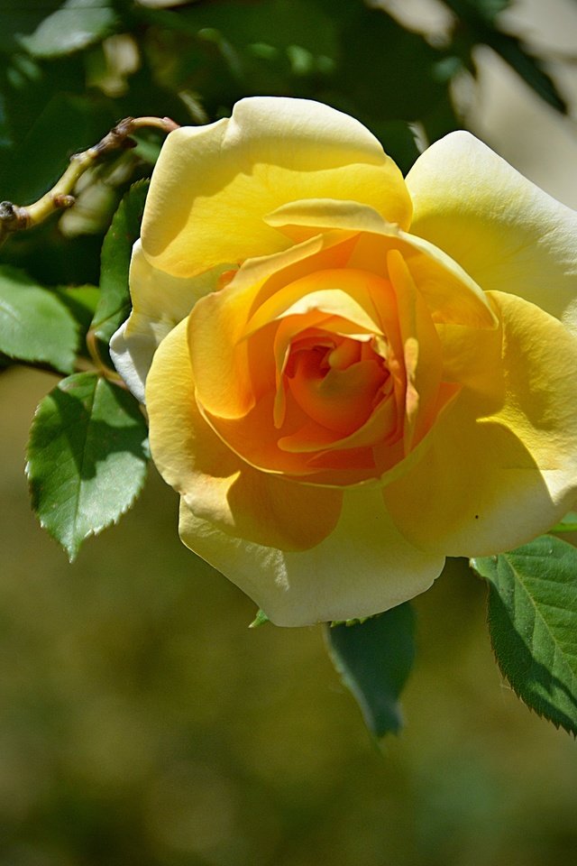 Обои листья, цветок, роза, лепестки, боке, желтая роза, leaves, flower, rose, petals, bokeh, yellow rose разрешение 6000x4000 Загрузить