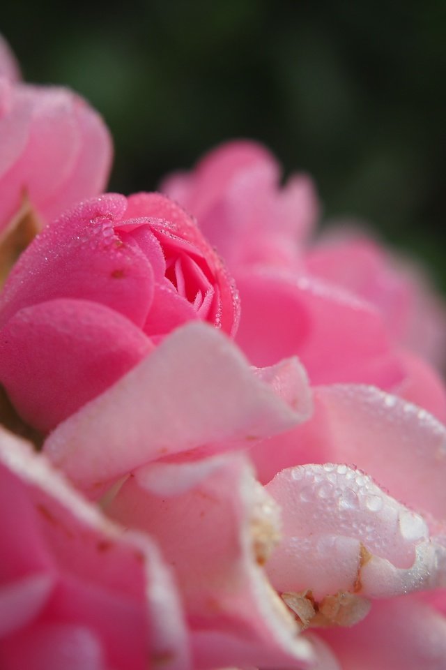 Обои цветы, розы, лепестки, розовые, капли воды, flowers, roses, petals, pink, water drops разрешение 4608x3456 Загрузить