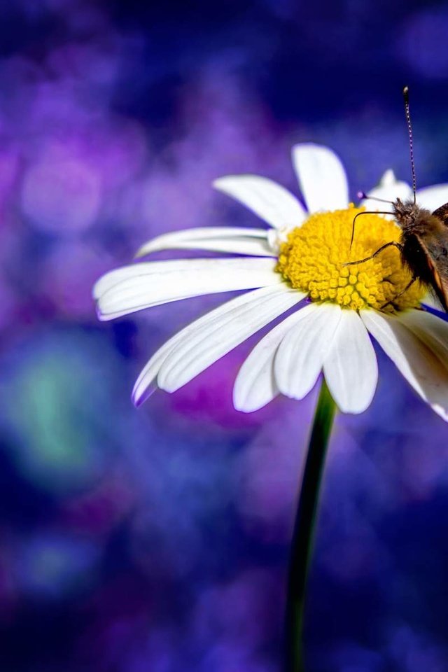 Обои насекомое, цветок, лепестки, бабочка, крылья, ромашка, боке, insect, flower, petals, butterfly, wings, daisy, bokeh разрешение 1920x1200 Загрузить