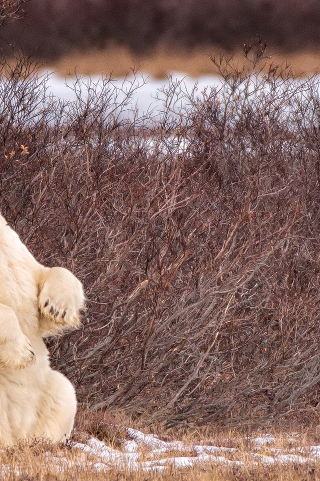 Обои снег, природа, лапы, полярный медведь, медведь, белый медведь, snow, nature, paws, polar bear, bear разрешение 2400x1600 Загрузить