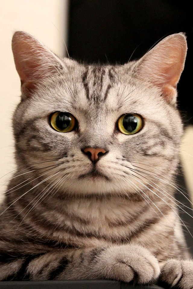 Обои глаза, кот, мордочка, усы, кошка, взгляд, лапки, eyes, cat, muzzle, mustache, look, legs разрешение 2040x1360 Загрузить