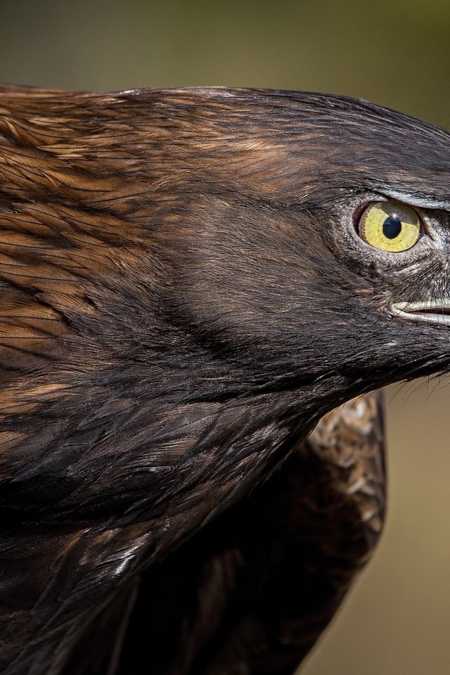 Обои хищник, птица, клюв, перья, глаз, беркут, predator, bird, beak, feathers, eyes, eagle разрешение 2048x1152 Загрузить
