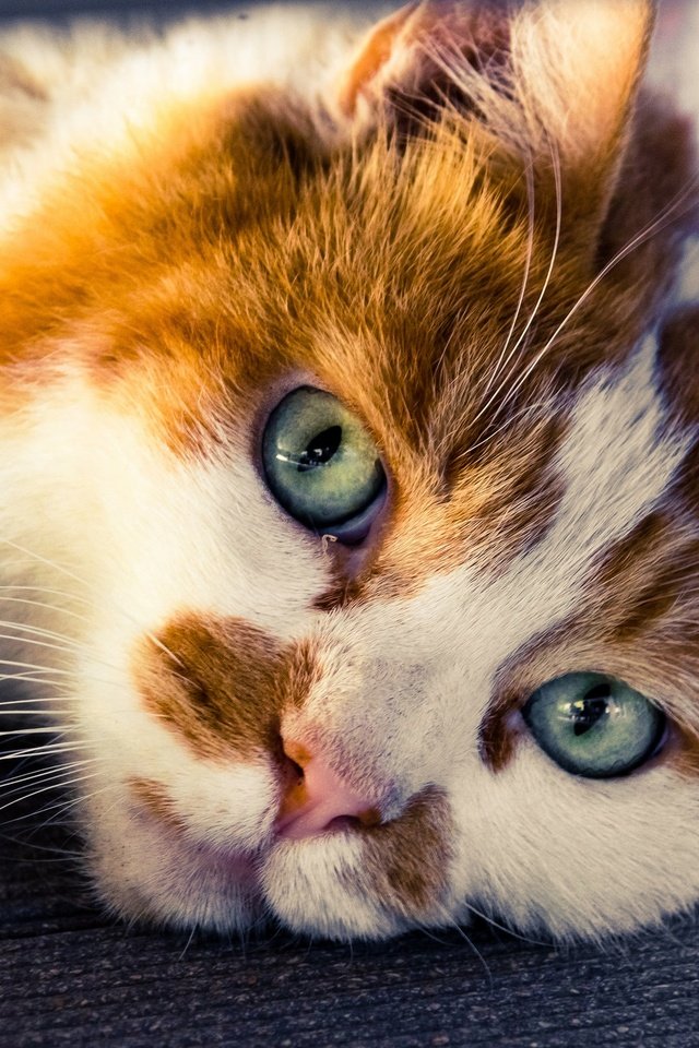 Обои кот, мордочка, усы, кошка, взгляд, cat, muzzle, mustache, look разрешение 2048x1365 Загрузить