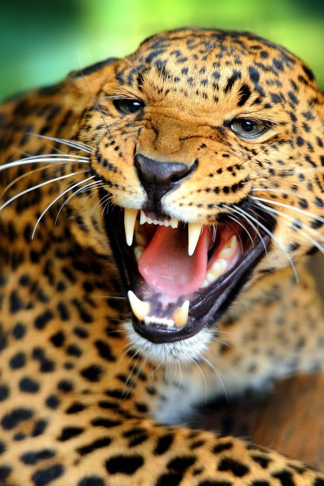Обои леопард, leopard разрешение 4888x3377 Загрузить