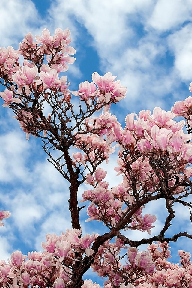 Обои небо, цветы, облака, природа, дерево, ветки, сакура, магнолия, the sky, flowers, clouds, nature, tree, branches, sakura, magnolia разрешение 1920x1200 Загрузить