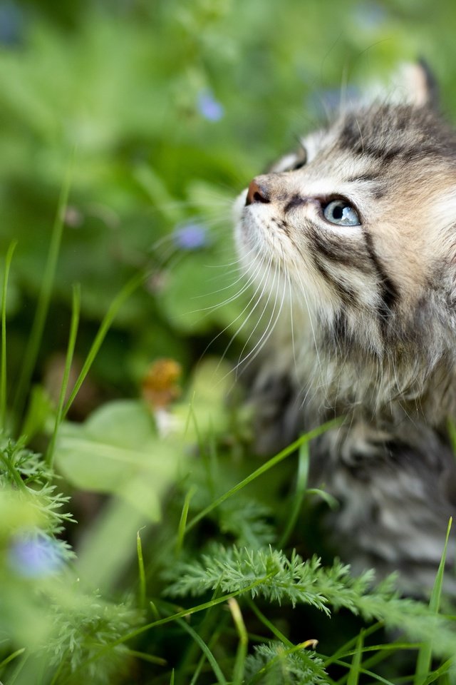 Обои трава, природа, кот, лето, котенок, профиль, животное, детеныш, grass, nature, cat, summer, kitty, profile, animal, cub разрешение 5000x3337 Загрузить