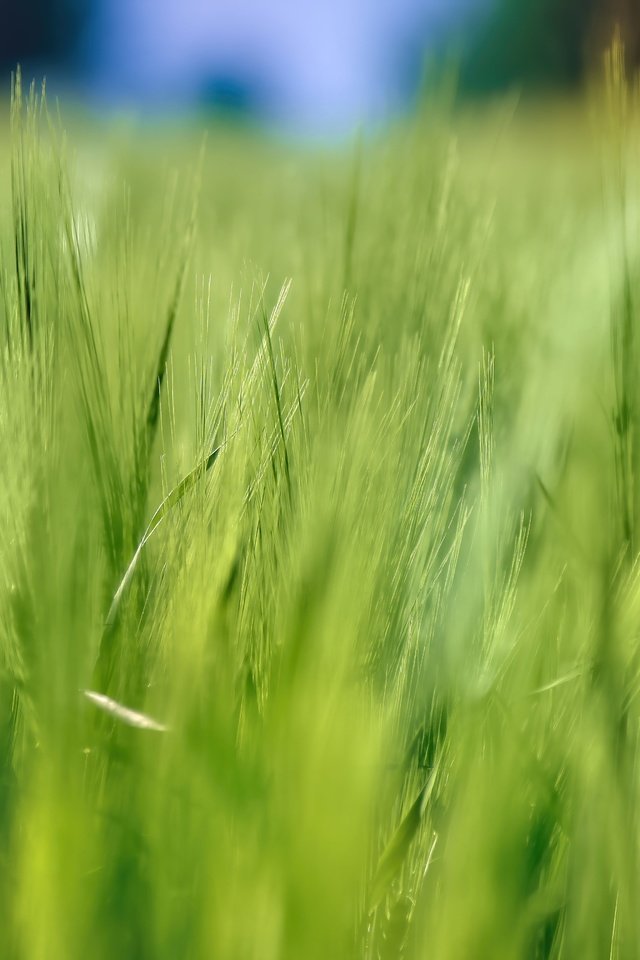 Обои природа, лето, размытость, колосья, пшеница, nature, summer, blur, ears, wheat разрешение 5184x3456 Загрузить