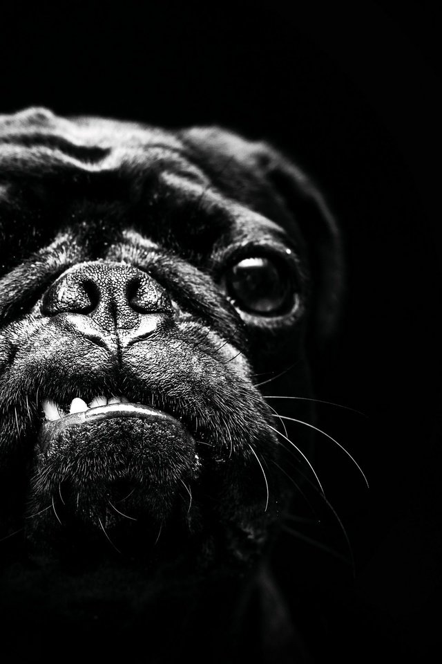 Обои чёрно-белое, собака, мопс, black and white, dog, pug разрешение 3840x2160 Загрузить