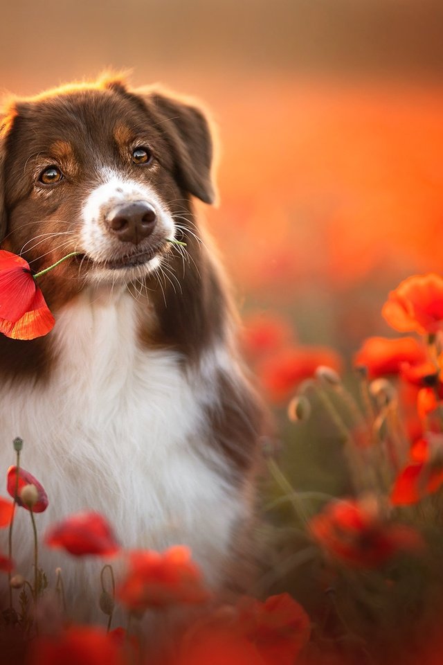 Обои цветы, . цветы, мордочка, взгляд, собака, маки, боке, австралийская овчарка, аусси, flowers, muzzle, look, dog, maki, bokeh, australian shepherd, aussie разрешение 2048x1365 Загрузить
