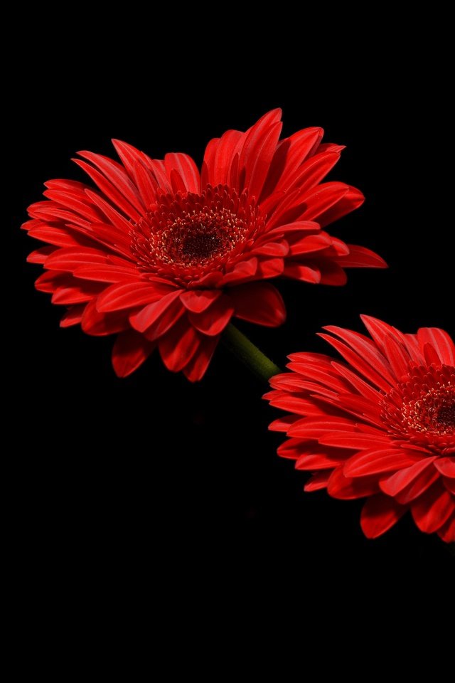 Обои цветы, лепестки, красные, черный фон, стебли, герберы, flowers, petals, red, black background, stems, gerbera разрешение 4000x3000 Загрузить