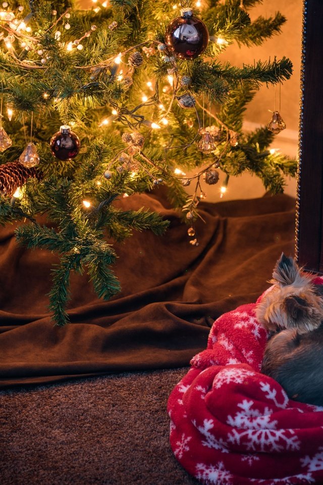 Обои новый год, йоркширский терьер, елка, хвоя, собака, плед, рождество, елочные игрушки, комод, new year, yorkshire terrier, tree, needles, dog, plaid, christmas, christmas decorations, chest разрешение 6249x4166 Загрузить
