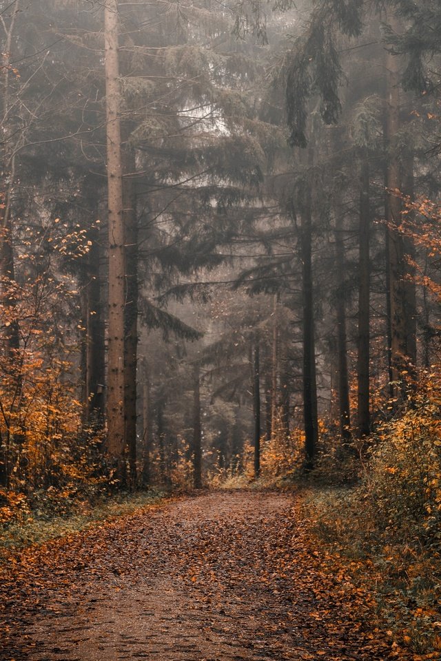 Обои дорога, деревья, природа, лес, листва, осень, road, trees, nature, forest, foliage, autumn разрешение 3840x2160 Загрузить